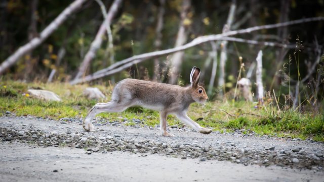 Hare - NJFF